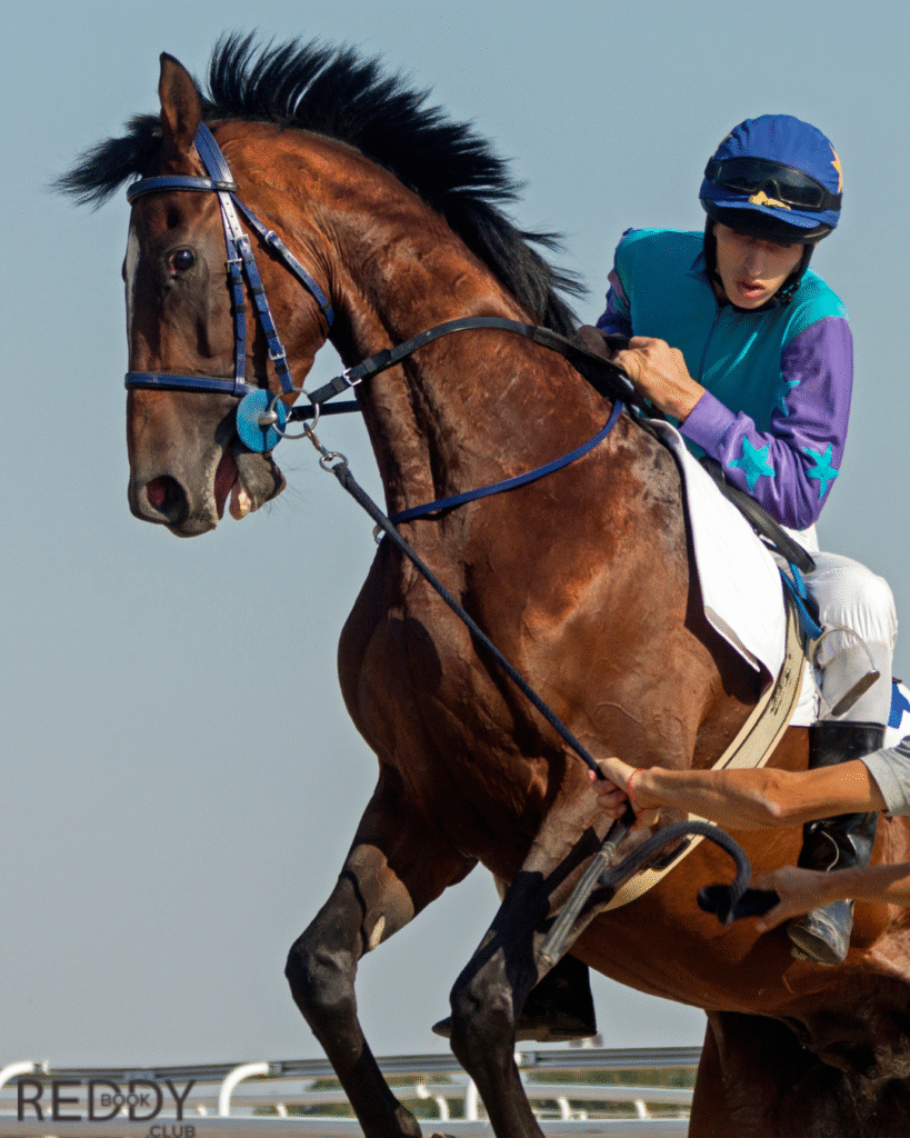Horse Racing Online